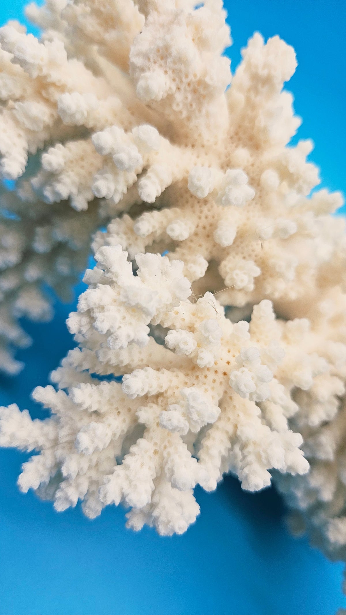 White Branch Coral Specimen (Acropora florida) - 12" x 10.5"