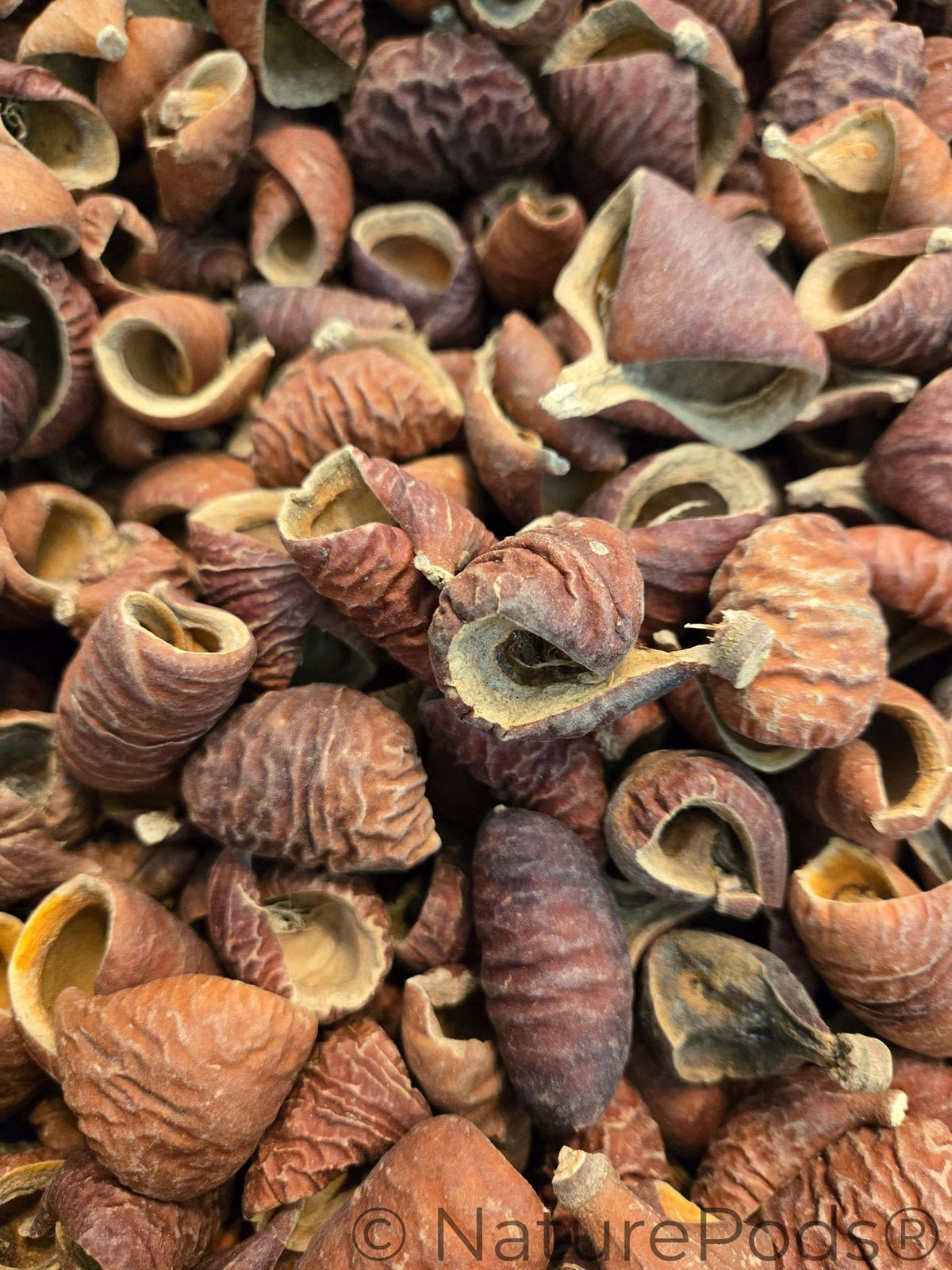 Dysoxylum Lafia Seed Pods - 15 Count
