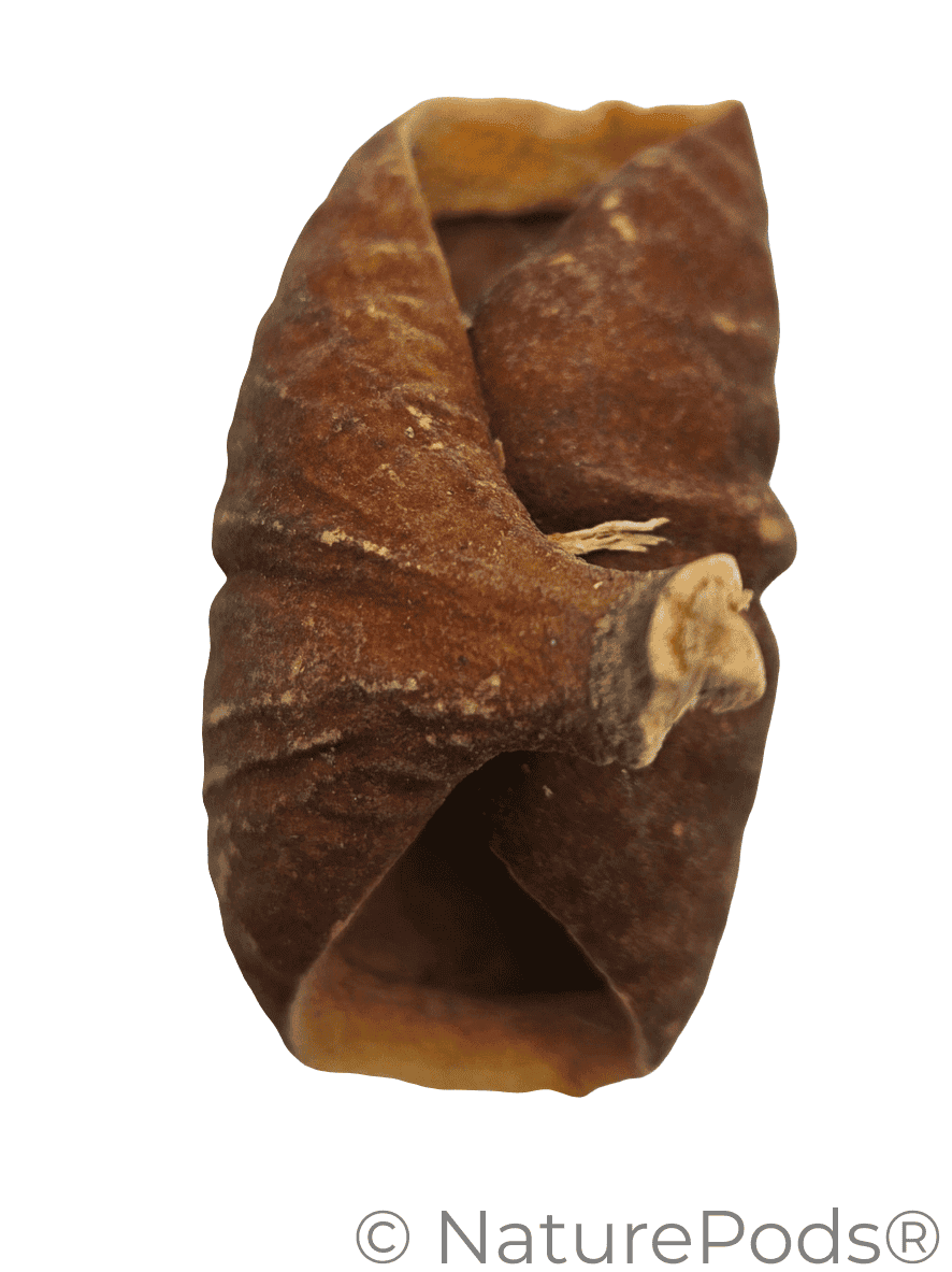 Dysoxylum Lafia Seed Pods - 15 Count