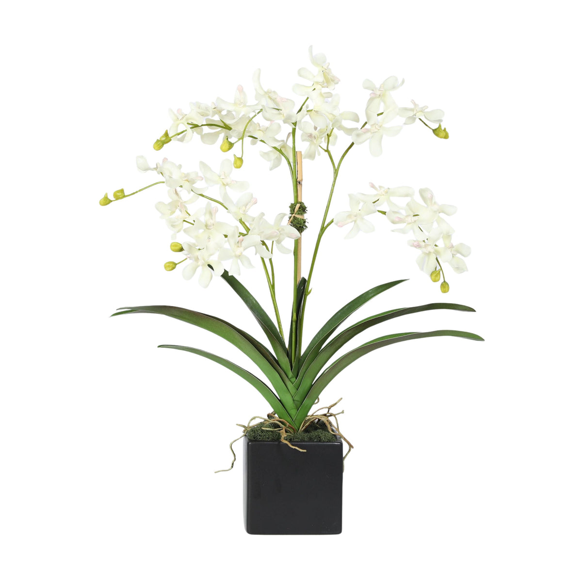 Orchid Arrangement in Vase - 24"