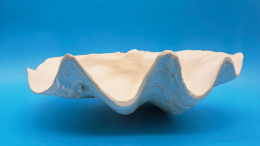 Coquille de bénitier géant, moitié unique (Tridacna gigas)