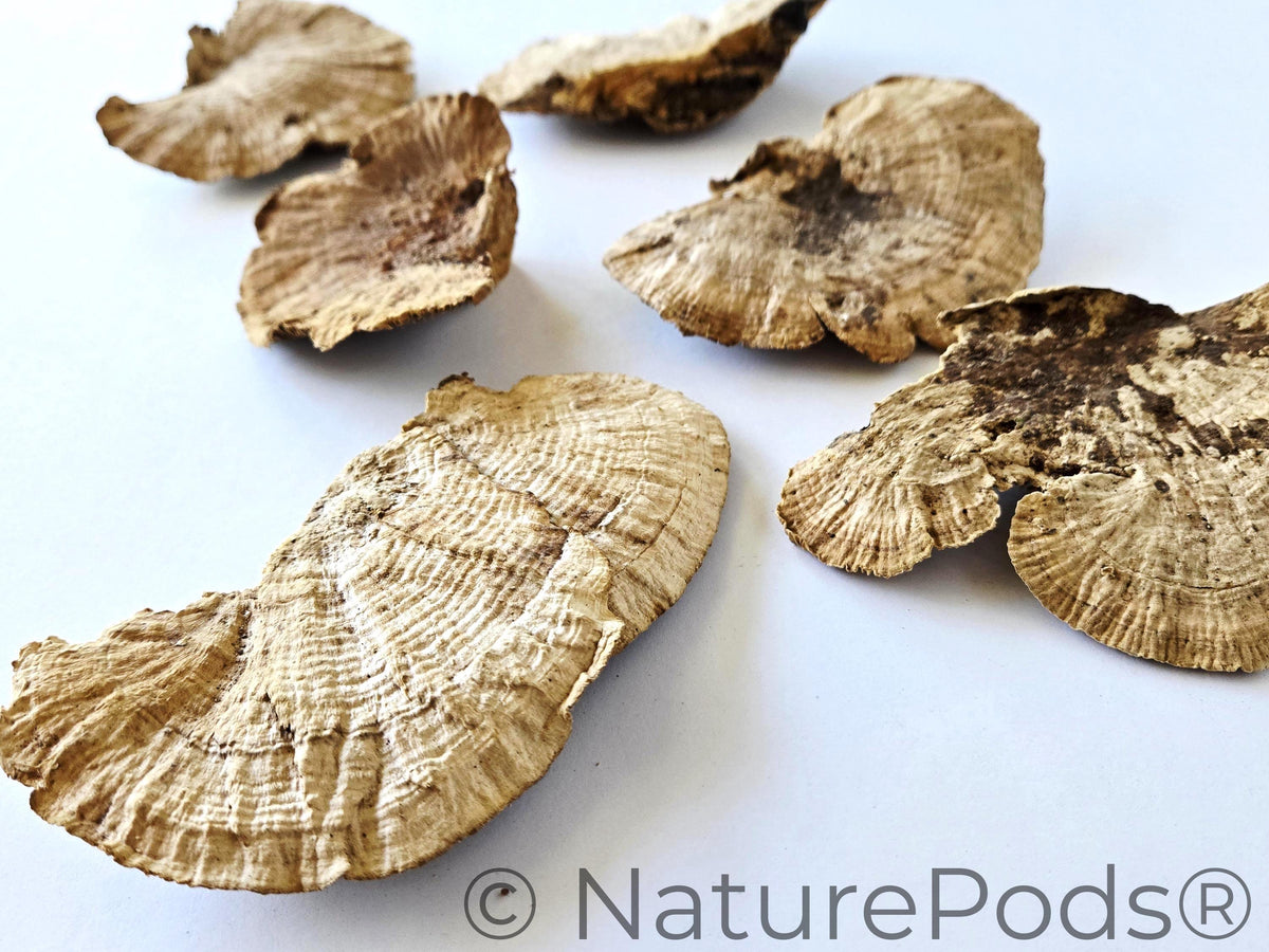 Sponge Mushroom Caps