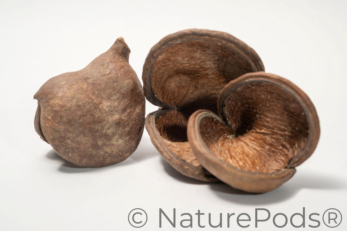 Jungle Pod /Split Nut Pod