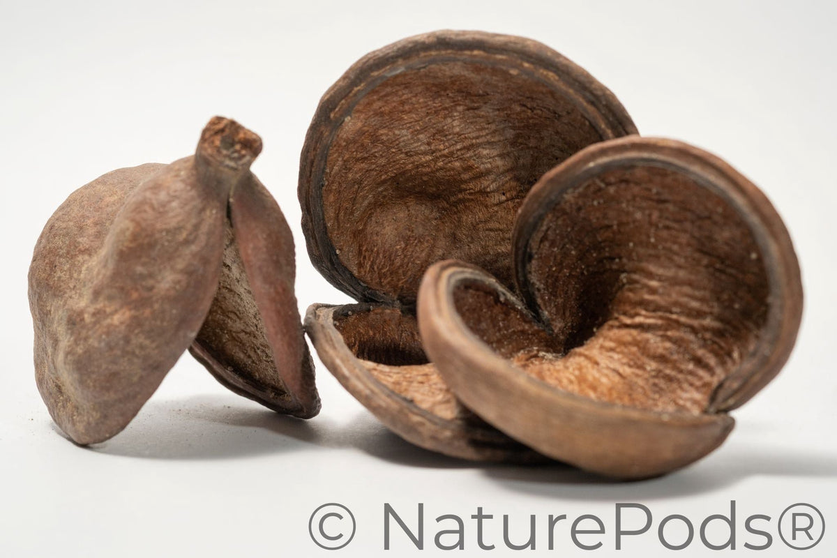 Jungle Pod /Split Nut Pod