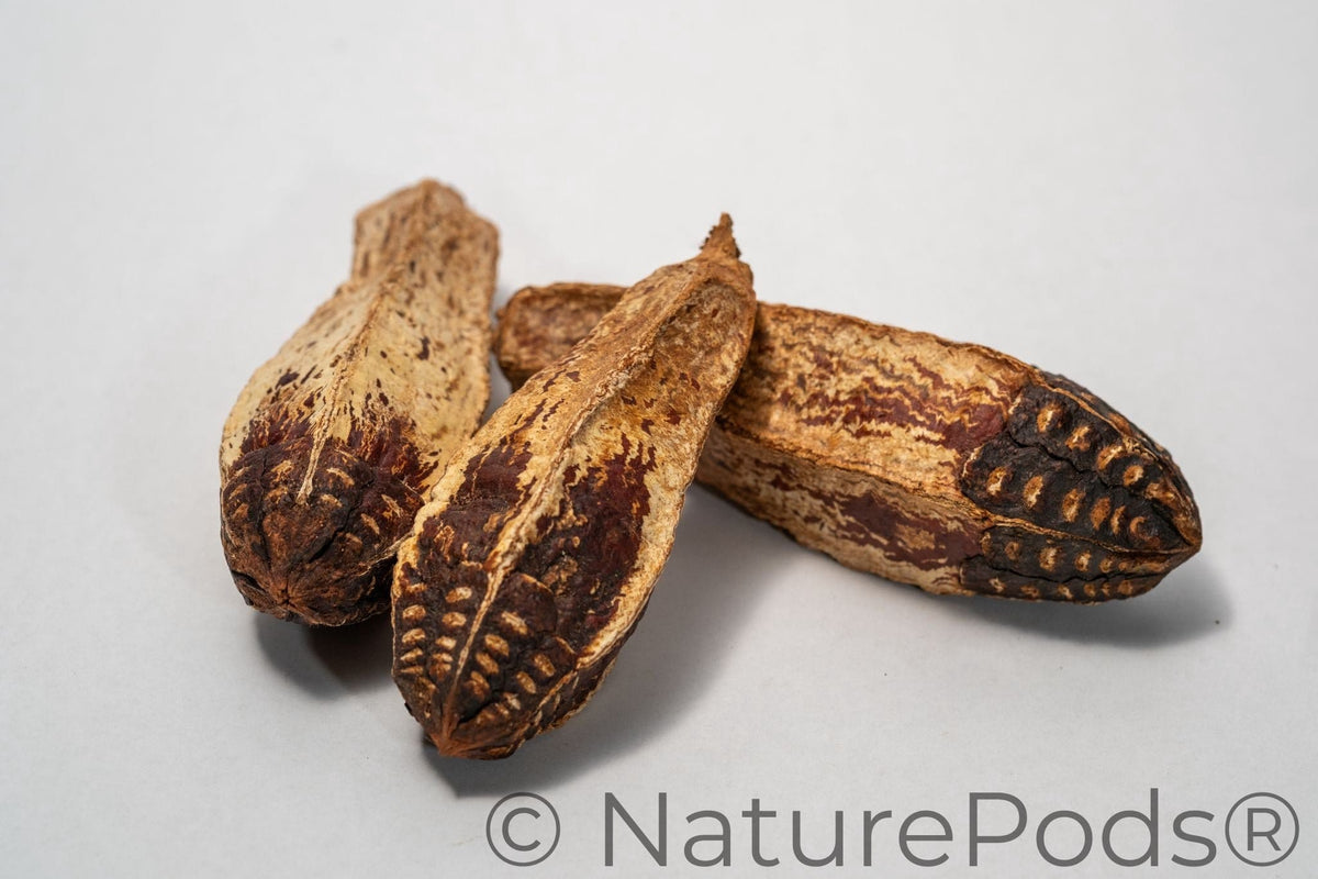 Mahogany Seed Pod