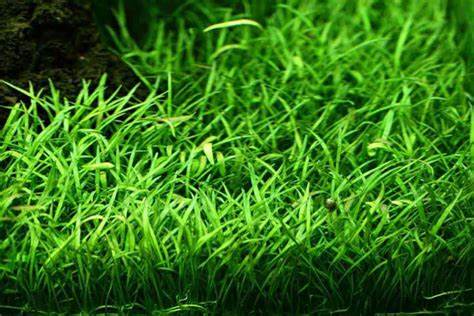 Lilaeopsis Brasiliensis/Micro sword
