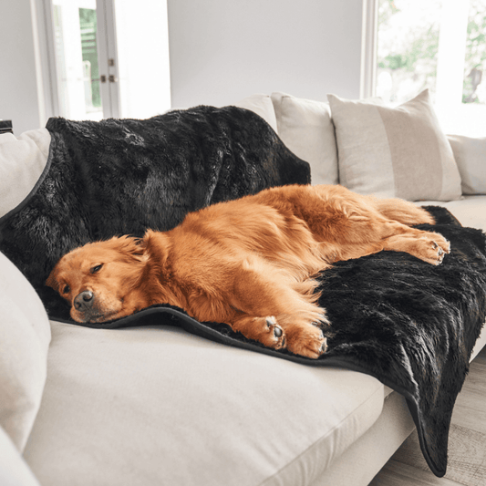 Couverture imperméable à poil court pour l'été PupProtector™ - Noir minuit