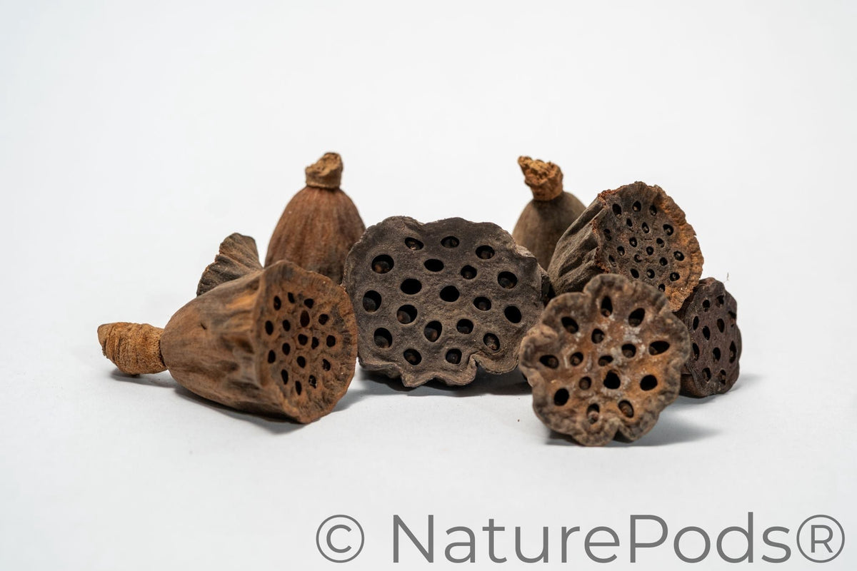 Mini Lotus Seed Pods