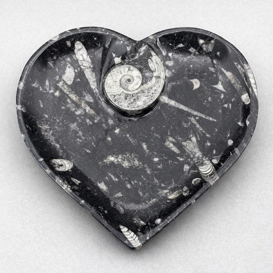 Orthoceras Heart plate with Ammonite (1 Piece)
