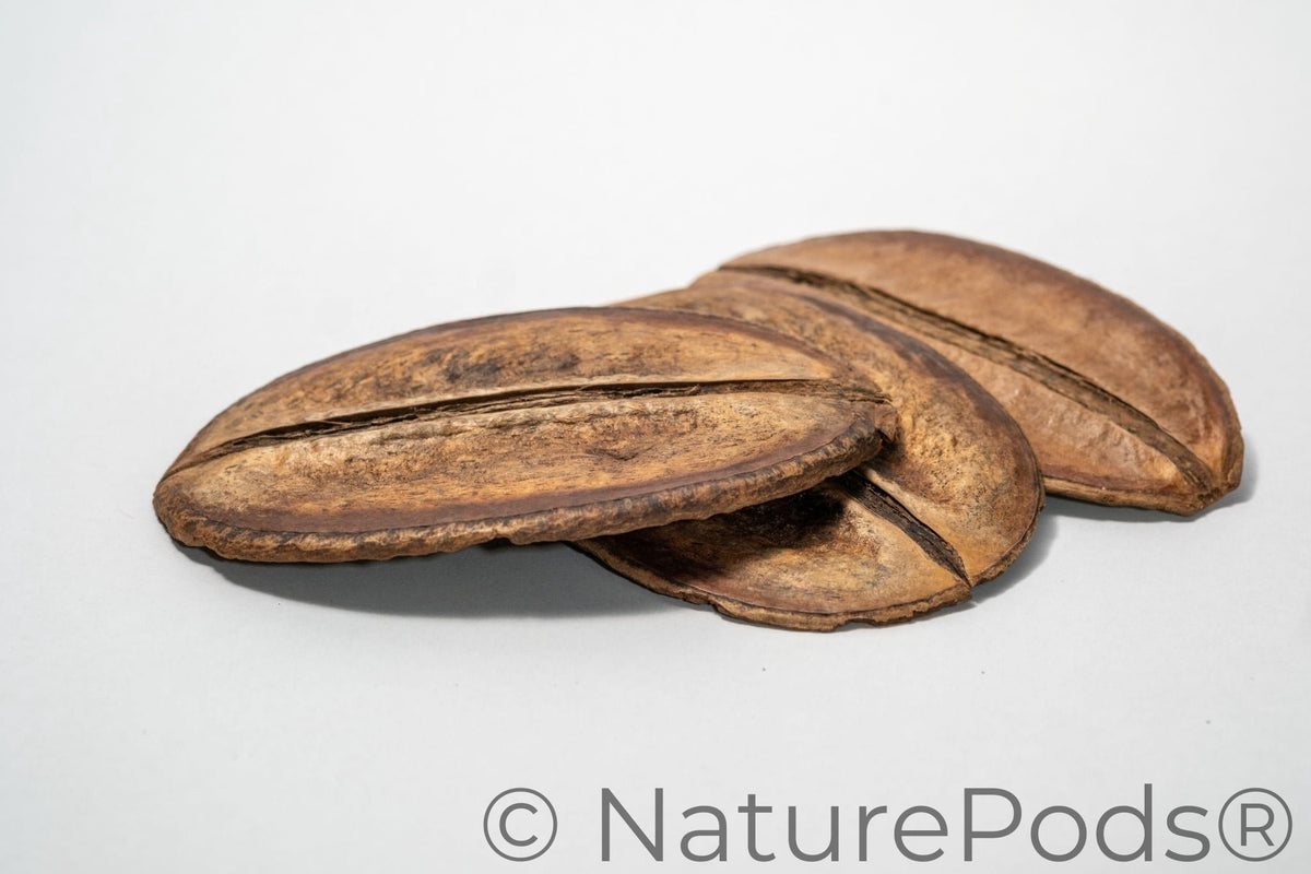 Para Para Pod