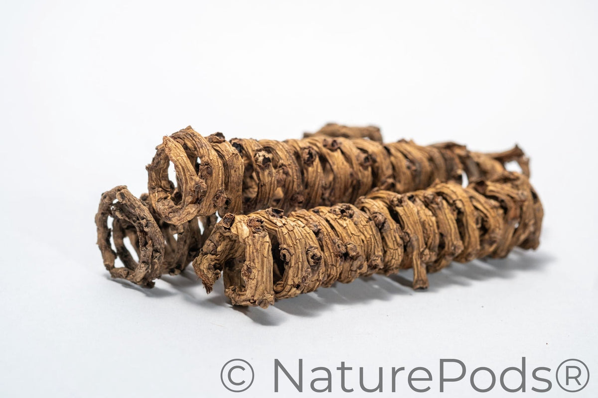 Palm Tail Spring