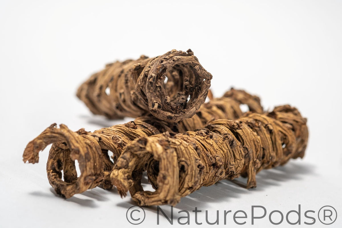 Palm Tail Spring