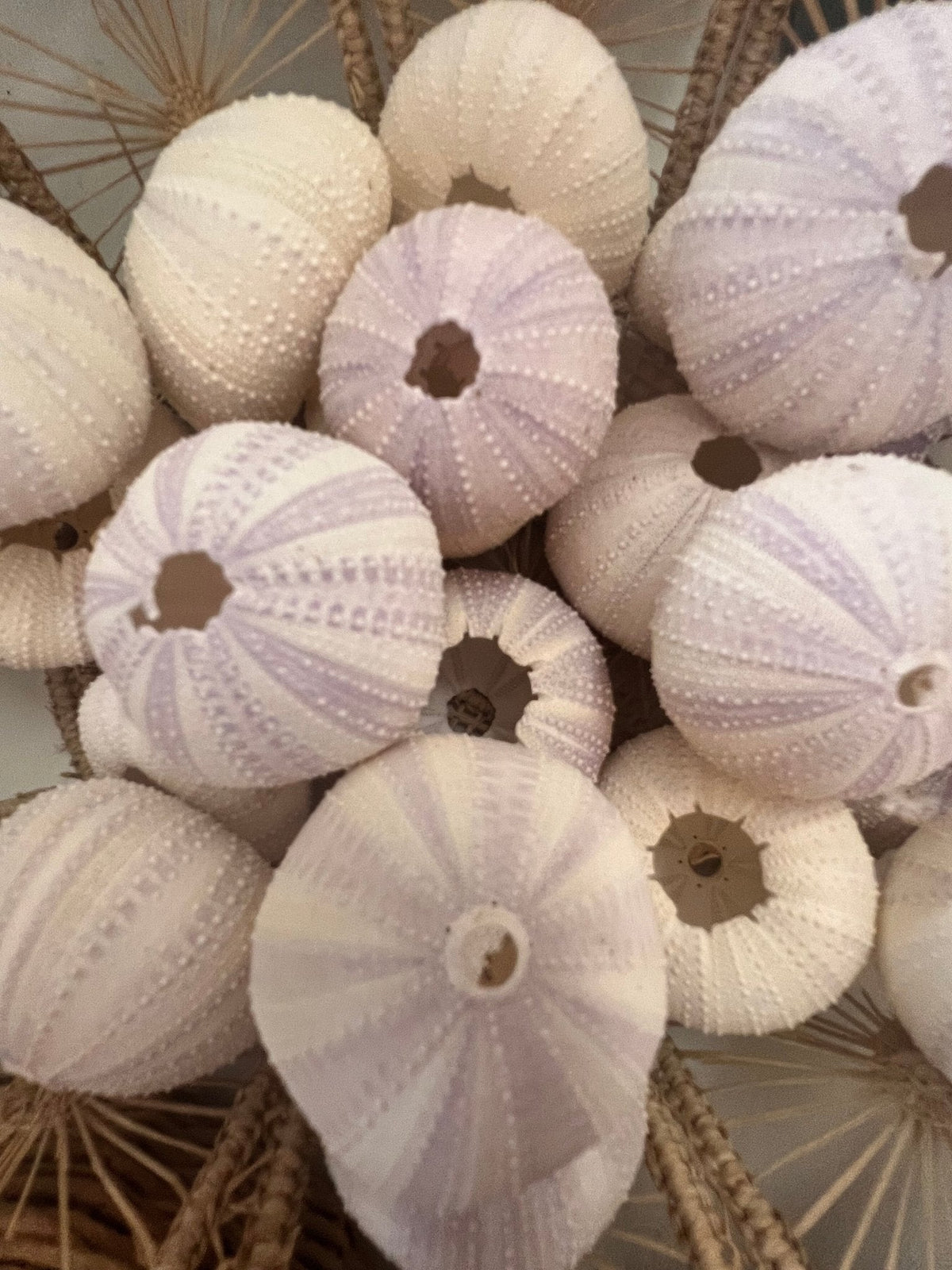 Purple Lavender Sea Urchin Shell