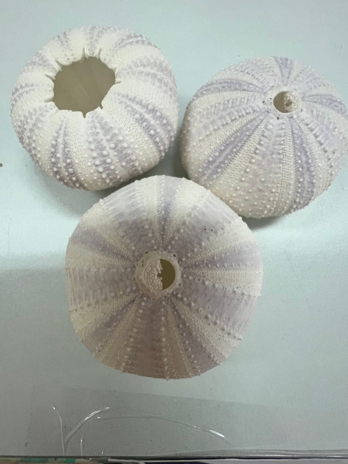 Purple Lavender Sea Urchin Shell