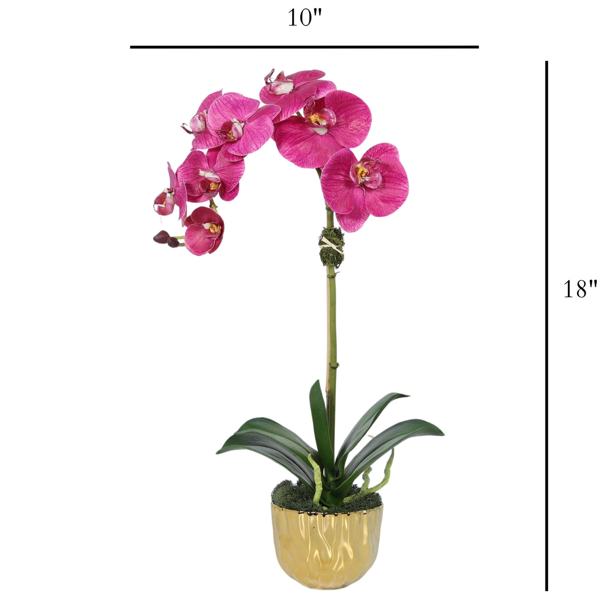 Phalaenopsis Orchid Plant in Gold Vase - 18"