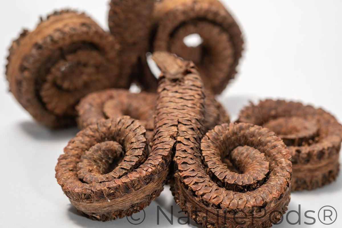 Ram's Horn Seed Pod