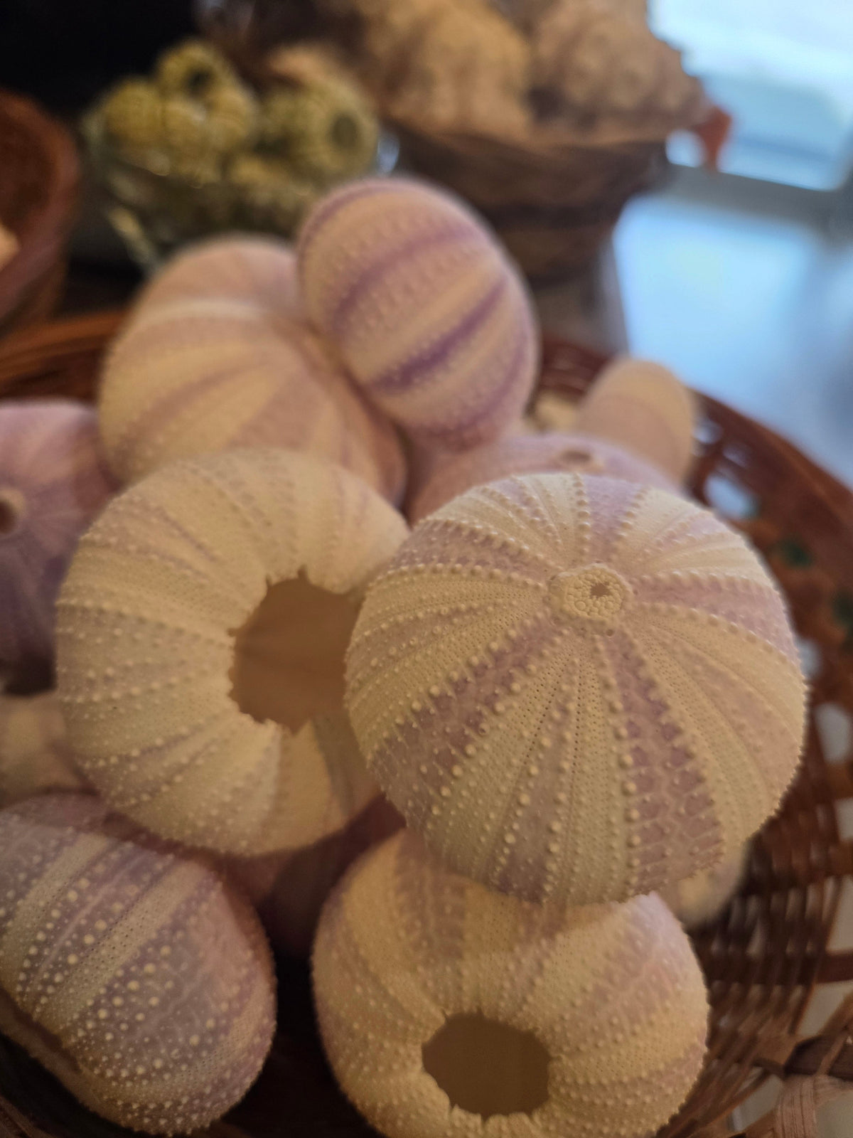 Purple Lavender Sea Urchin Shell