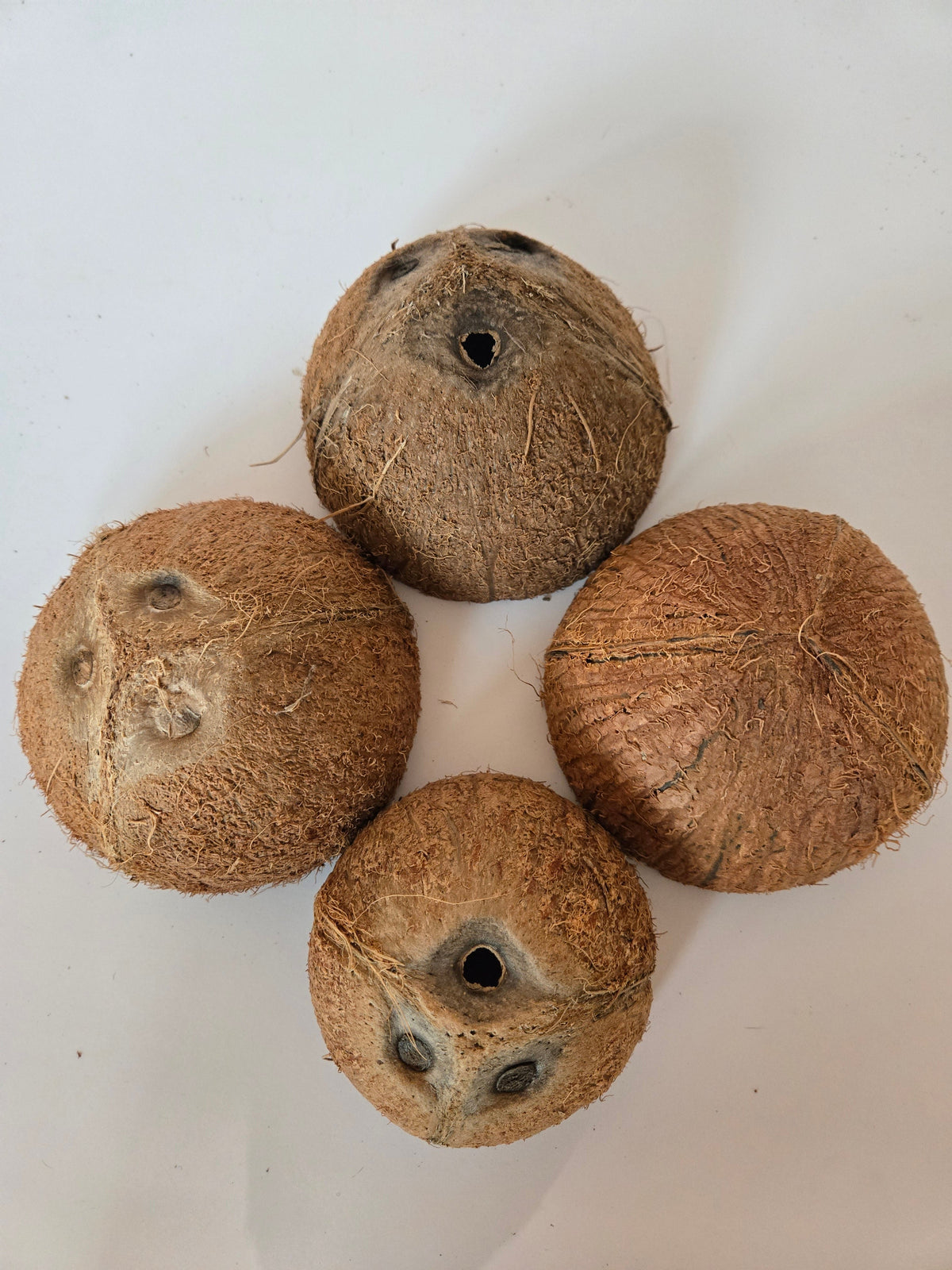 Coconut Shell Half