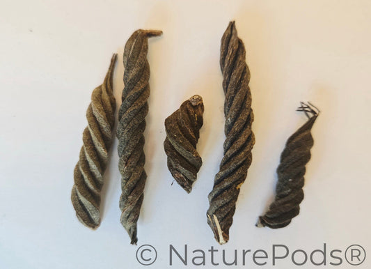 Twisty Pods/Fusilli Pods