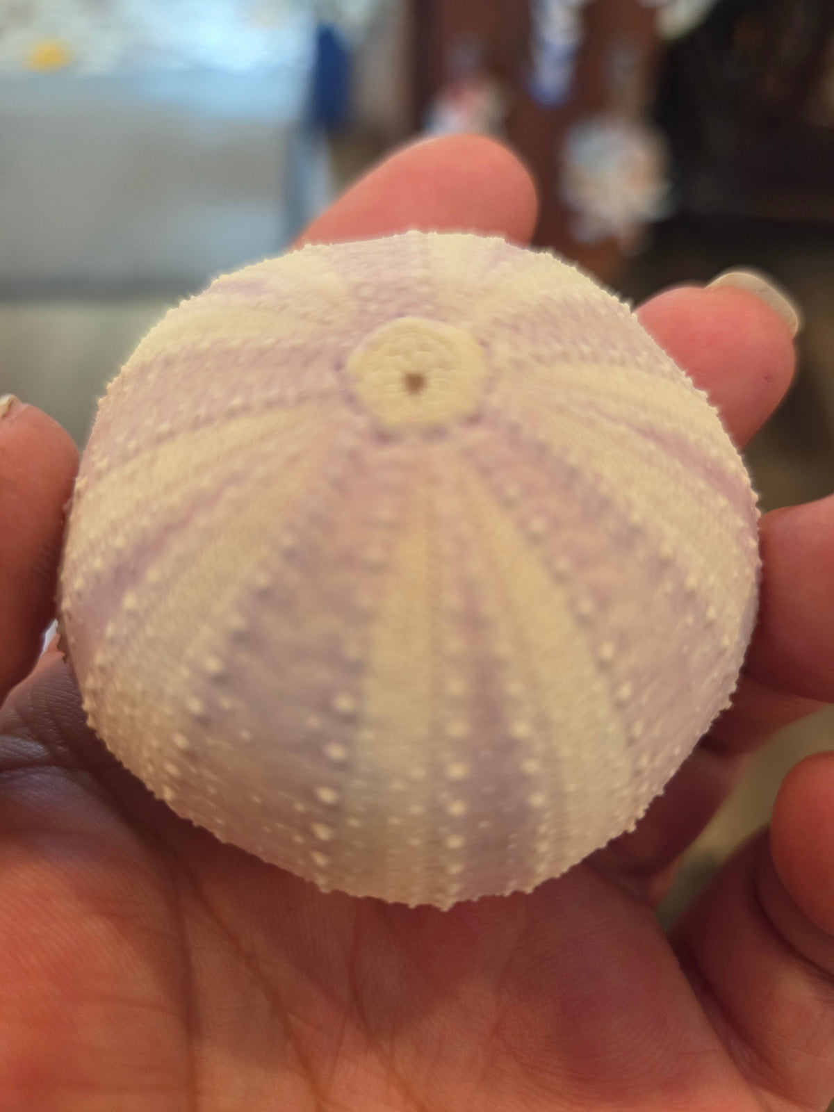Purple Lavender Sea Urchin Shell