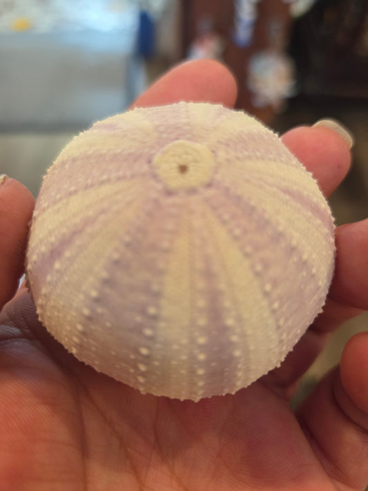 Coquille d'oursin violet lavande