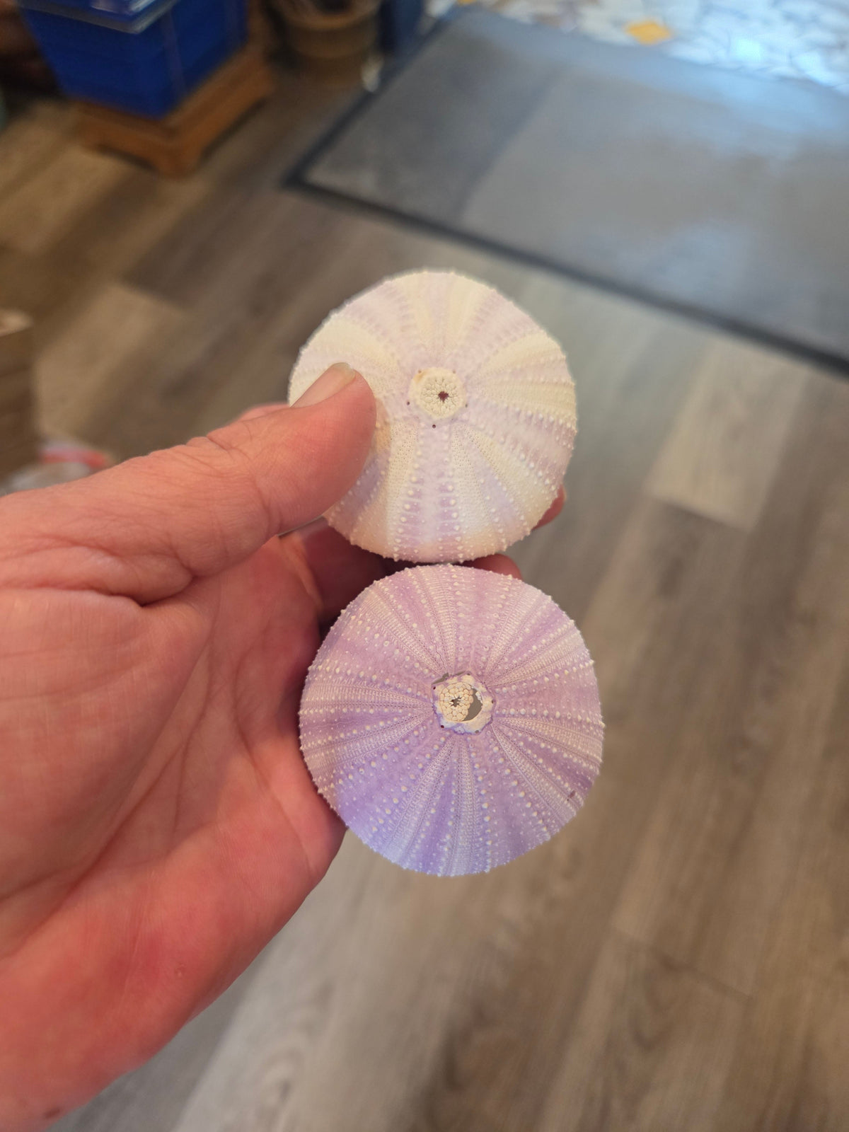 Purple Lavender Sea Urchin Shell