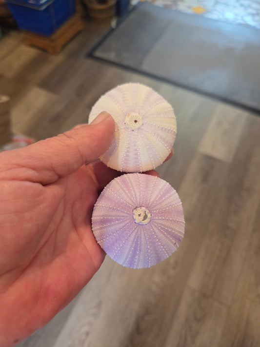 Coquille d'oursin violet lavande