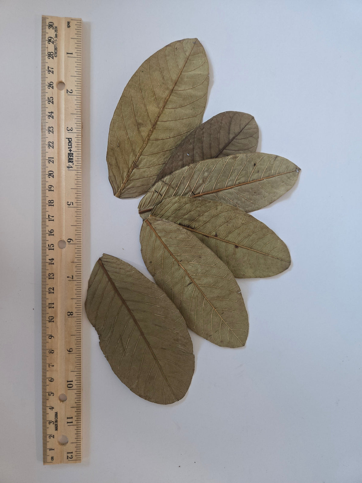 Dried Guava Leaves - 25 pack