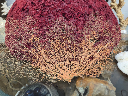 Gorgone naturelle délicate - couleur faon et orange