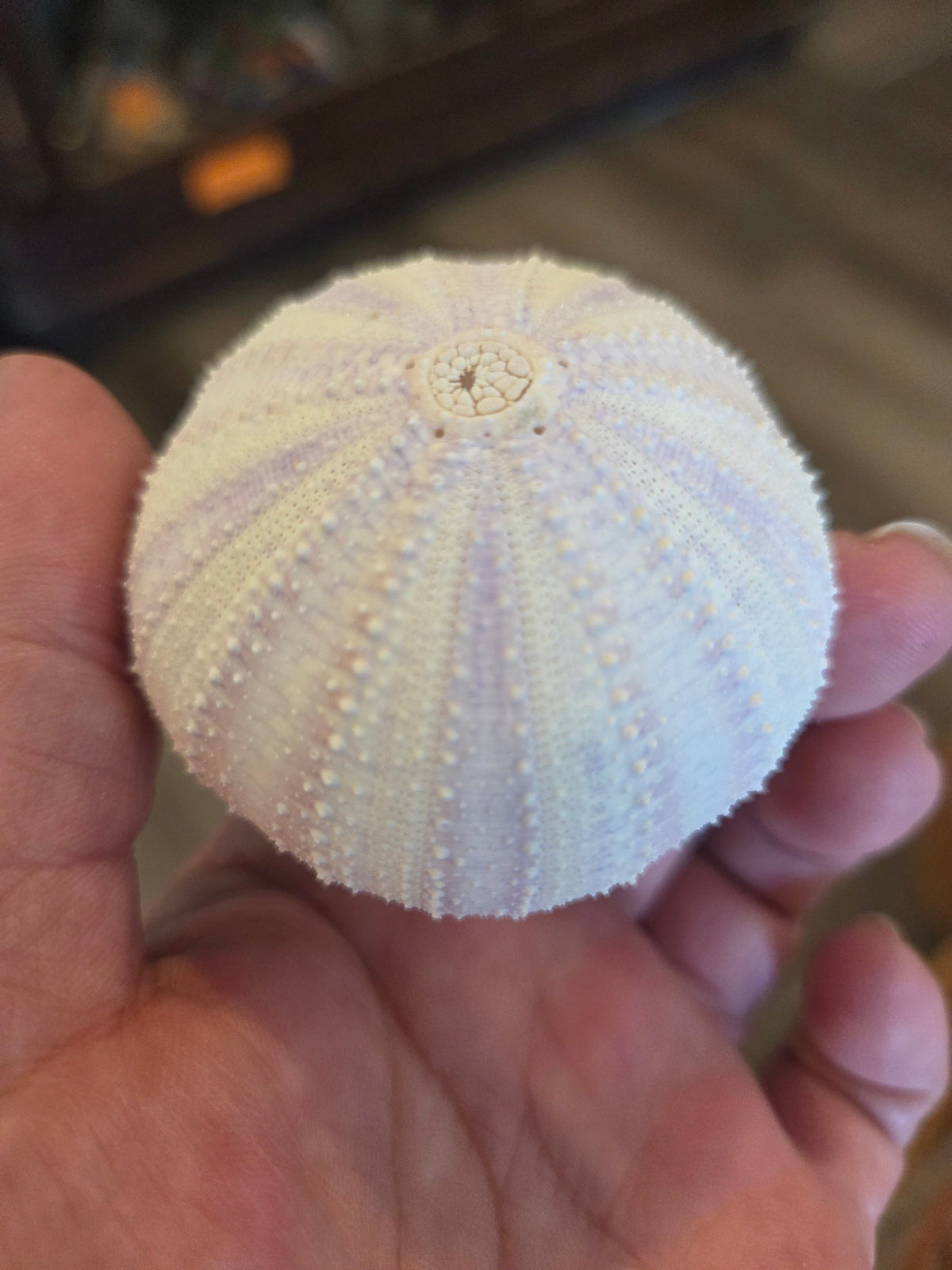 Purple Lavender Sea Urchin Shell