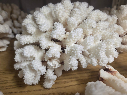 Corail chou vintage (espèce Cauliflower) - 7,5-30 cm