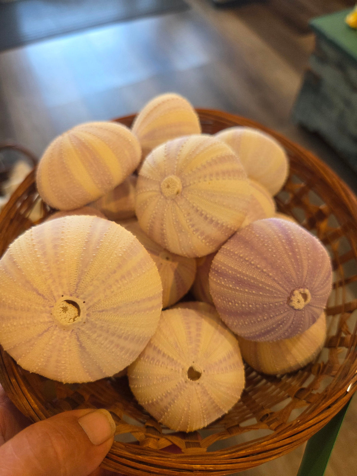 Purple Lavender Sea Urchin Shell