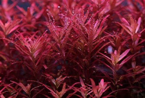 Rotala Rotundifolia "Red" (8 stems)