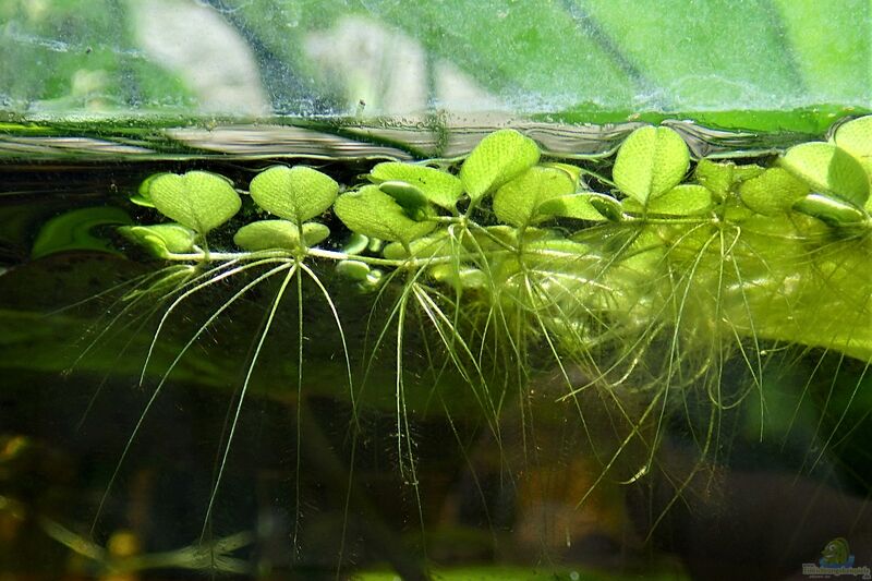 Water Spangles/Salvinia Minima