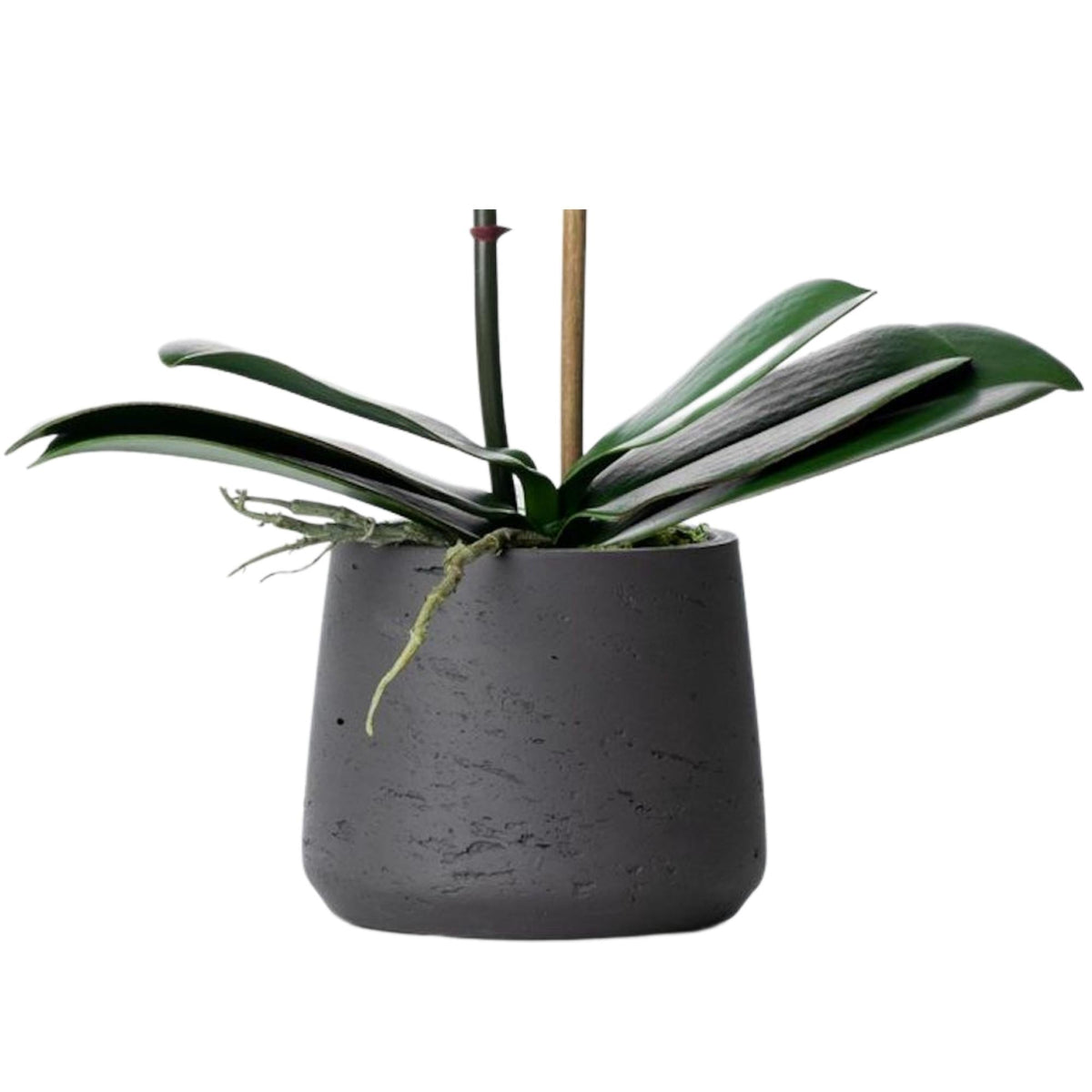 Faux Potted Orchid Plant - White Phalaenopsis Orchid in Black Pot - 21"