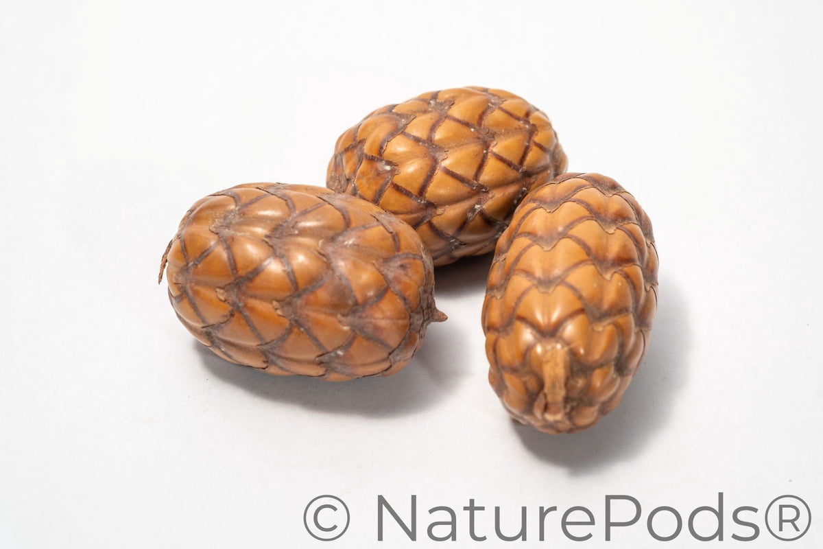 Uxi Dragon's Egg Pod