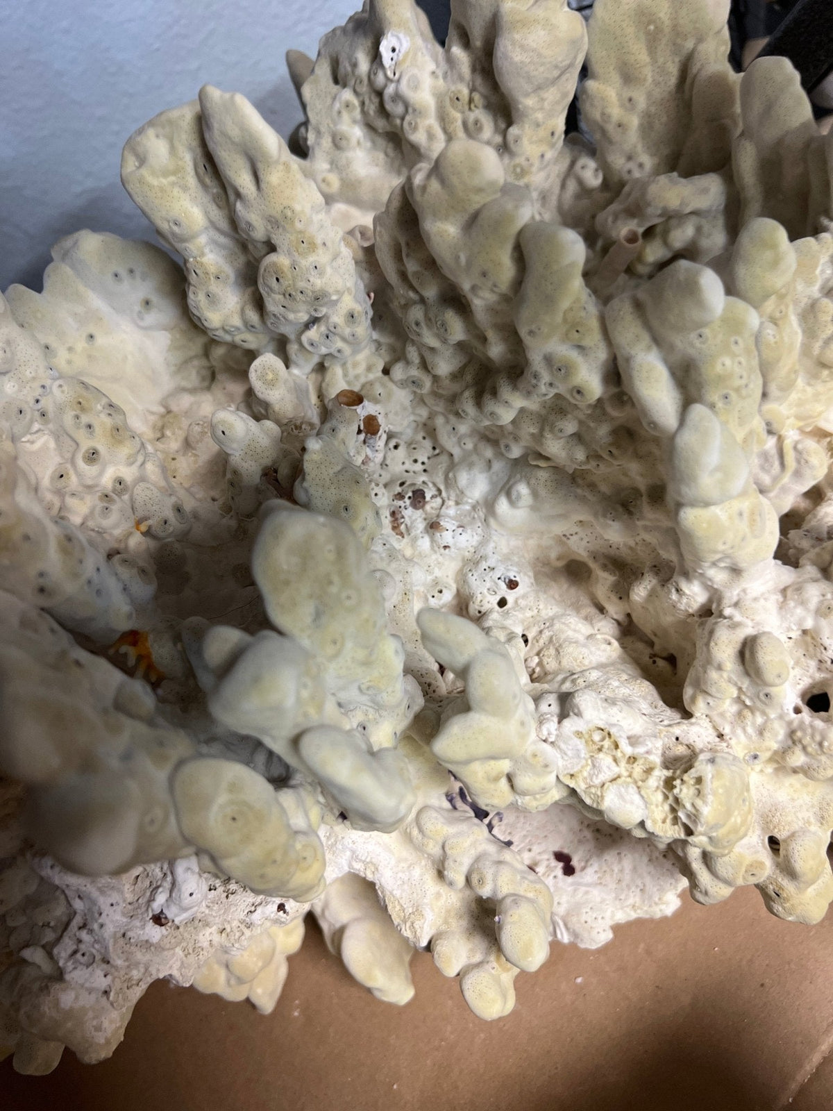 Green Fire Slab Coral (Millepora complanata)