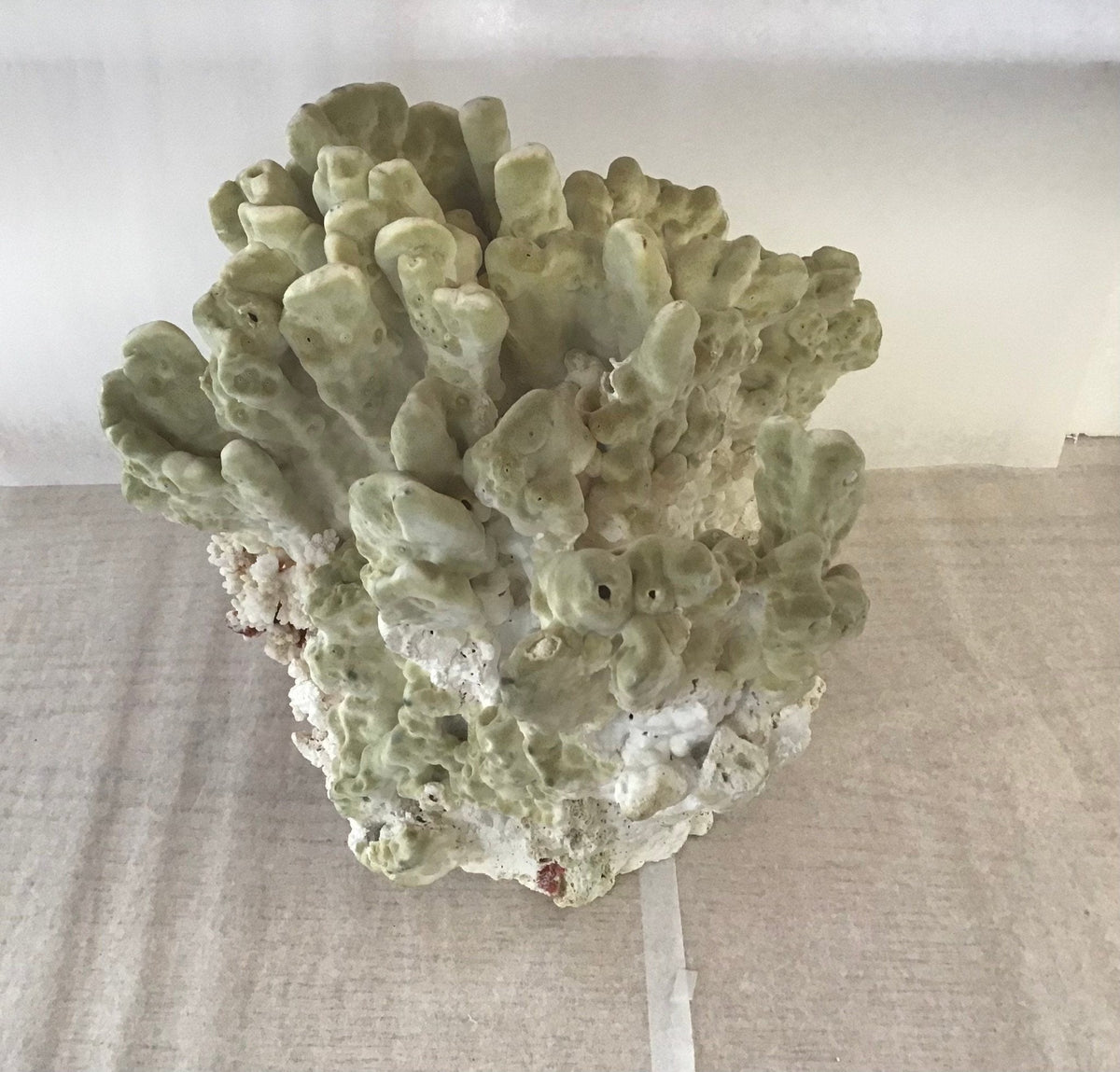 Green Fire Slab Coral (Millepora complanata)