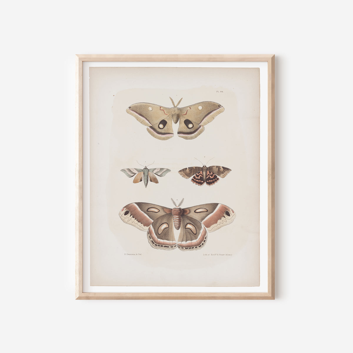 Antique Moth Illustration