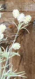 Puff Blossoms, Color Options