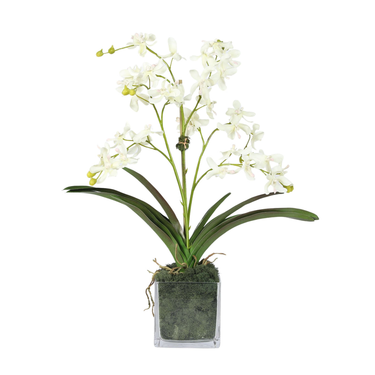 Orchid Arrangement in Vase - 24"